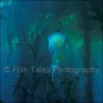 CA97-0008: Jellyfish in Kelp
