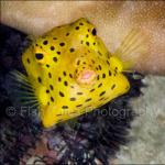 IJ04-C0052: Juvenile Boxfish