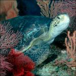G0101: Green Sea Turtle