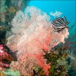 IJ04-M0362: Corals and Feather Star