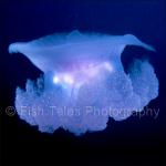 E1418: Jellyfish